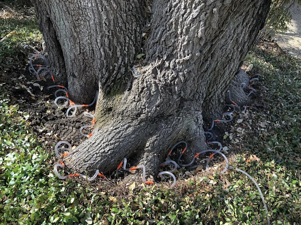 Detailed Tree Cabling and Bracing job site in Elizabeth