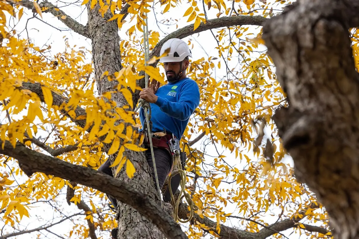 Skilled Tree Planing crew working in Elizabeth